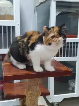 Exotic Shorthair non-ped