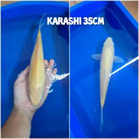 Koi Karashi Lemon penjinak 35cm