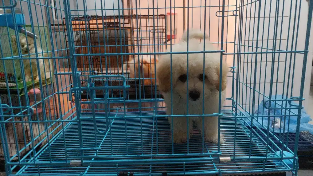 Anakn Maltipo, Pompoo, dan ShihPoo mix Murah