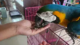 Macaw Macau Blue and Gold BnG Jantan