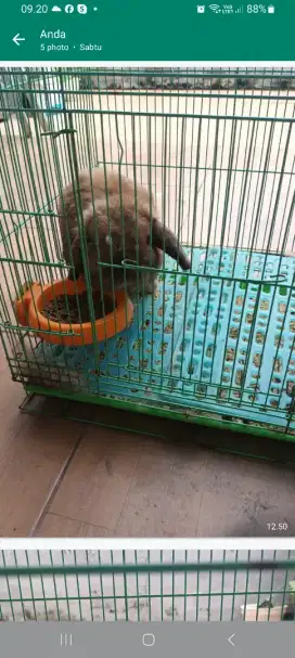 Kelinci holland lop sehat