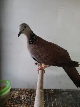 Burung Tekukur derkuku klantan JANTAN Rajin Bunyi