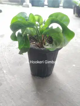 Anthurium Hookeri Tanduk Gimbal