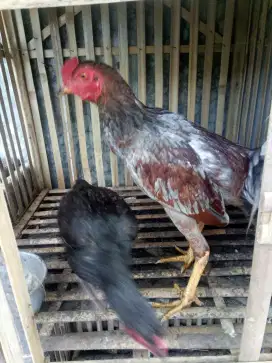 Ayam kampung / ayam bangkok / ayam biang / ayam sepasang