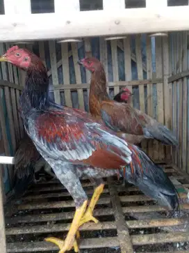 Ayam jago / ayam jantan / ayam kampung / jual ayam kampung