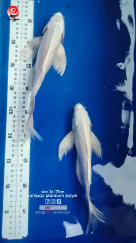 Ikan Koi Kumpay Platinum Slayer