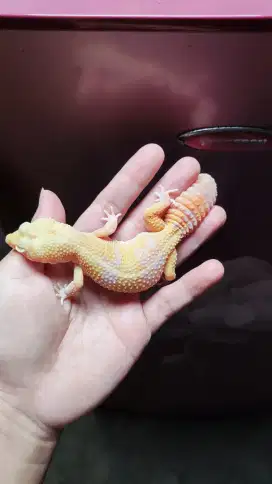 *Tremper Eclipse* | Leopard Gecko