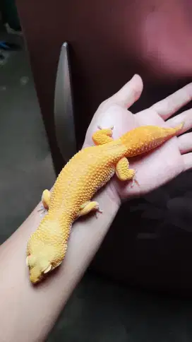 *Sunglow Giant Full CT* | Leopard Gecko