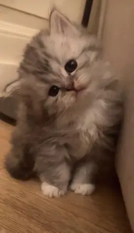Kitten anggora persia