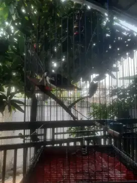 Jalak suren gacor sangat berisik