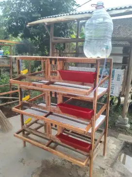 Kandang puyuh petelur (KPT)+pembesaran