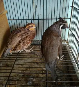 Puyuh Hias Sepasang USA Bobwhite California