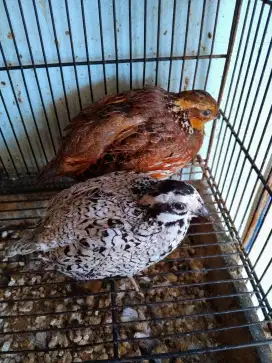 Puyuh Sepasang Bobwhite Snowflake Burung Hias