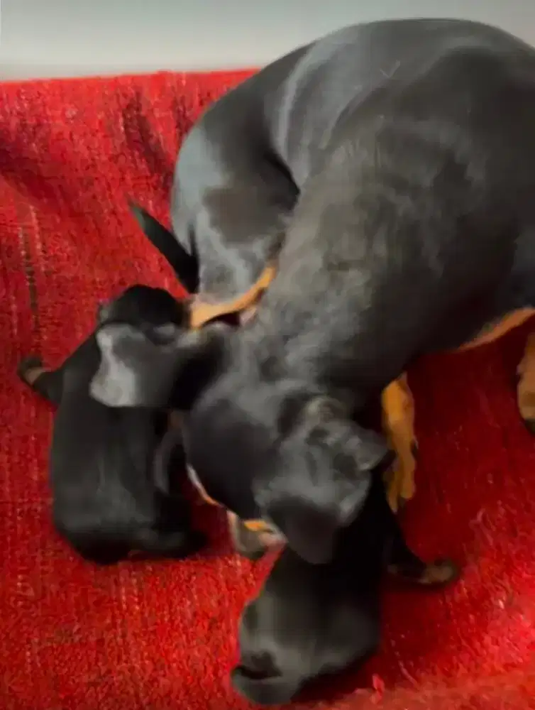 Mini pincher jantan betina dan baby