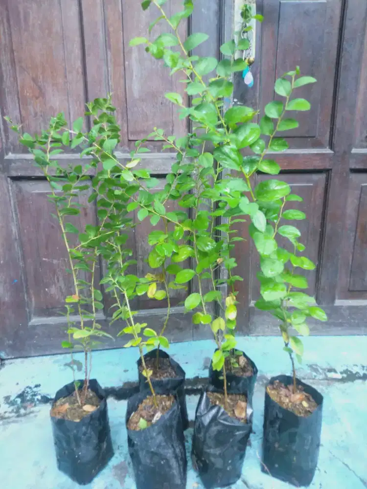 Tanaman Bidara arab