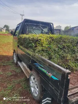 Rumput gajah biasa/ paitan