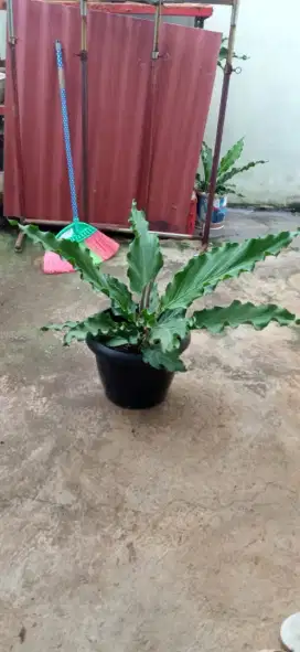 Tanaman Gelombang Cinta ( Anthurium plowmanii )