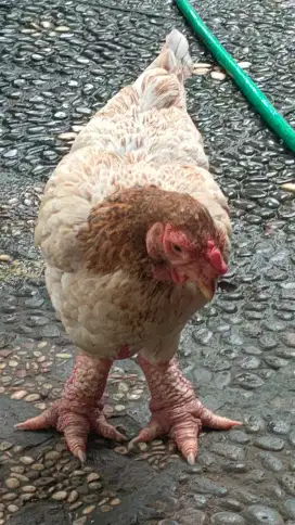 Ayam DONGTAO Kaki Gajah