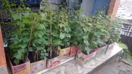 Tanaman anggur manis