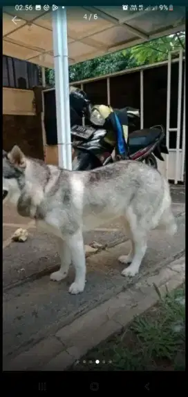 DOG&CAT PANGGILAN GROOMING