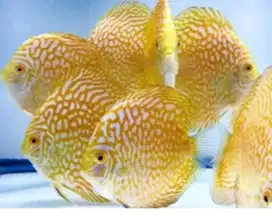 Ikan Discus yellow pigeon