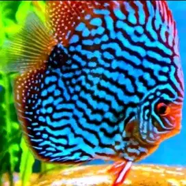 Ikan Discus blue turqoueise