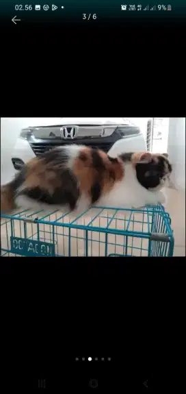 Grooming cat&dog panggilan termurah