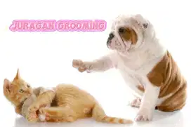 Juragan groomingdog&cat panggilan jakarta pusat