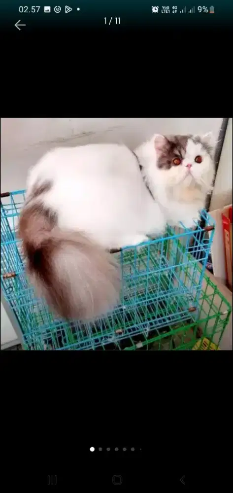 Juragan grooming cat&dog panggilan tanah abang jakarta pusat