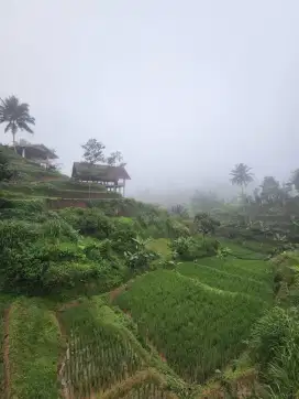 Fasilitas lengkap Villa kebun 2.5 hektar asri dan sejuk vila