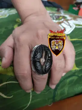 Cincin Batu Fosil Kelor Jumbo