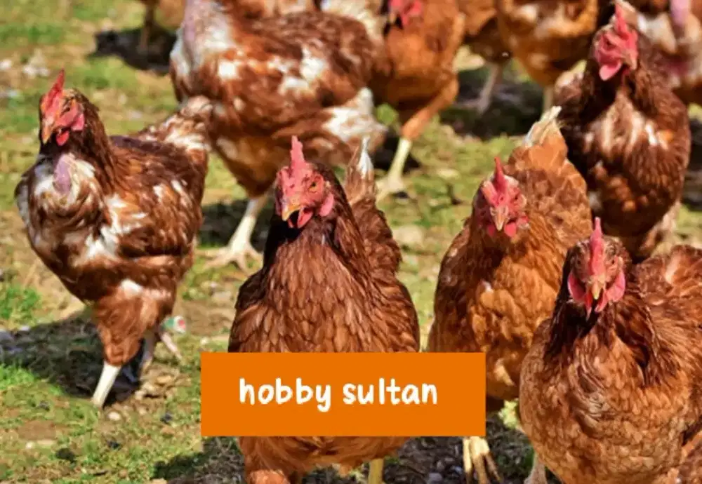 Ayam petelur pullet buras body big dewasa siap santap
