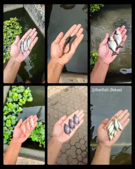BIBIT/BENIH IKAN AIR TAWAR