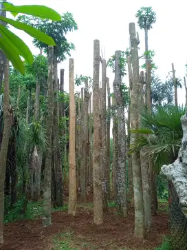 Jual pohon pule