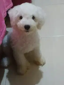 Mini Poodle jantan. Stb, vaksin.