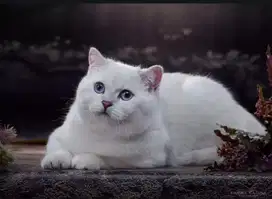 Kucing British Shorthair Import WCF