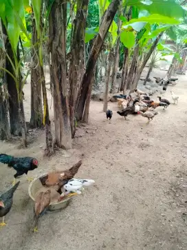 Ayam Kampung / Pitik Jowo Enerjik dan Lincah