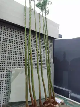 Jual pohon solobium-pohon pakis brazil-tinggi 4m plus tanam