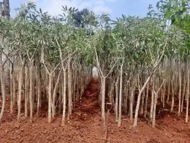 Plus tanam-jual pohon tabebuya bunga kuning-tinggi 4m