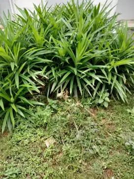 Pohon pandan daun besar  untuk ditanam lg