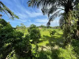 Tanah Kebun Rambutan dan Durian