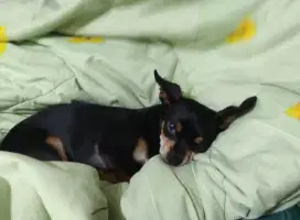 Anjing Cihuahua Mix