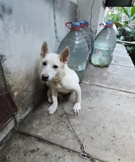 Anjing ras campuran kintamani