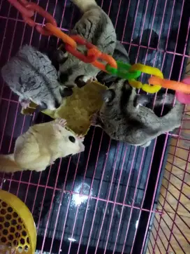 Jual 5 Sugar Glider Borongan