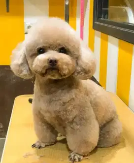 Grooming panggilan cat&dog