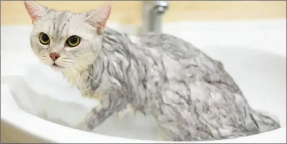 Jasa penitipan kucing dan Grooming kucing
