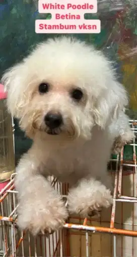 White Poodle Female 8 Bln, Stambum, Vaksin