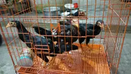 Pitik Jowo / Ayam Kampung Usia Kemanggang Lincah