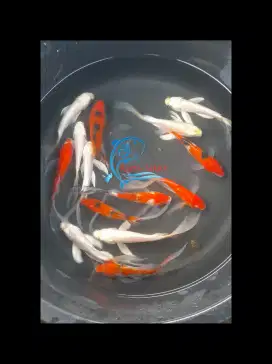 Ikan Koi Mix Paket 10 ekor / Ikan Koi Mix ± 15 - 16 cm