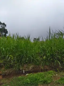 Tanah di Wanagiri Buleleng Bali view lembah dan laut